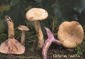 Lactarius flavidus-amf1110